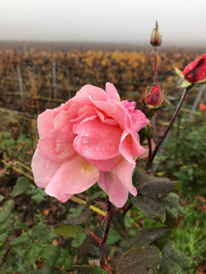 Floressens En Champagne Terrasse Privative Sur Le Vignoble Vila Fleury-la-Riviere Exterior foto