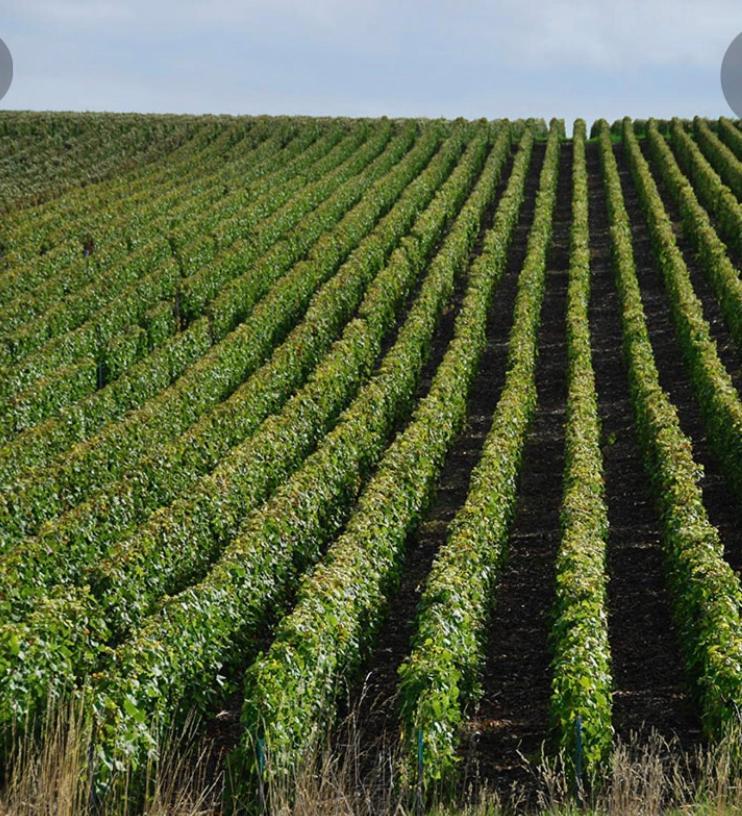 Floressens En Champagne Terrasse Privative Sur Le Vignoble Vila Fleury-la-Riviere Exterior foto