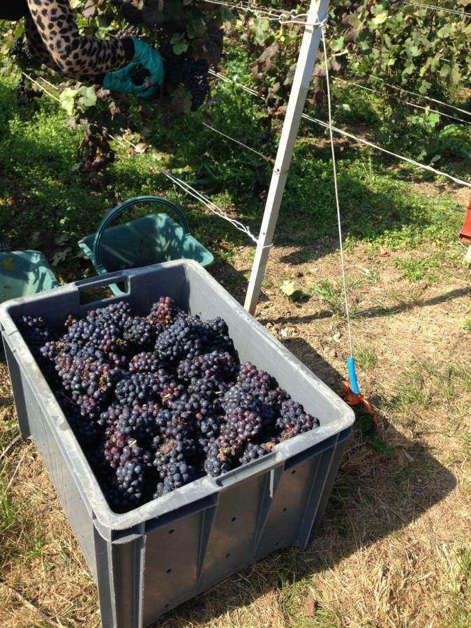 Floressens En Champagne Terrasse Privative Sur Le Vignoble Vila Fleury-la-Riviere Exterior foto